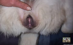 White doggy with tight anal hole deserves my boner - picture 9