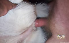 White doggy with tight anal hole deserves my boner - picture 10