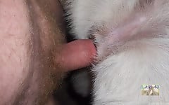 White doggy with tight anal hole deserves my boner - picture 13