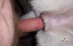 White doggy with tight anal hole deserves my boner - picture 14