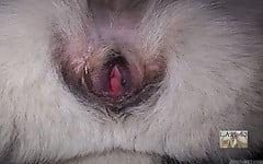 White doggy with tight anal hole deserves my boner - picture 15