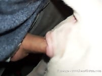 Sexy white dog rides a hard boner in cowboy pose - picture 10