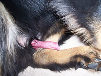 The sexiest black dog gives me a very good blowjob - picture 5