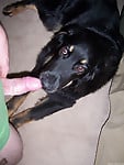 The sexiest black dog gives me a very good blowjob - picture 16