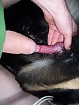The sexiest black dog gives me a very good blowjob - picture 19