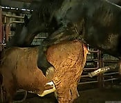 Brutal black stallion nicely bangs a brown cow from behind - picture 1