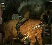 Brutal black stallion nicely bangs a brown cow from behind - picture 2