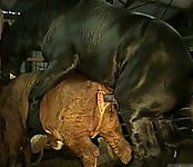 Brutal black stallion nicely bangs a brown cow from behind - picture 4