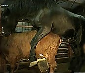 Brutal black stallion nicely bangs a brown cow from behind - picture 7