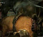 Brutal black stallion nicely bangs a brown cow from behind - picture 9