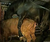 Brutal black stallion nicely bangs a brown cow from behind - picture 13
