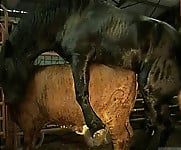 Brutal black stallion nicely bangs a brown cow from behind - picture 14