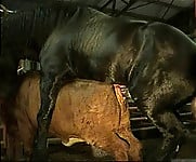 Brutal black stallion nicely bangs a brown cow from behind - picture 15