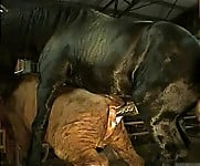 Brutal black stallion nicely bangs a brown cow from behind - picture 16