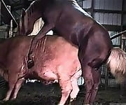 Hardcore farm bestiality of two stallions ends with a cumshot - picture 1