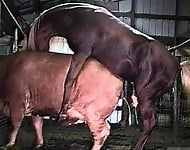 Hardcore farm bestiality of two stallions ends with a cumshot - picture 2