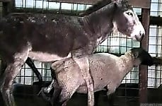 Hardcore farm bestiality of two stallions ends with a cumshot - picture 9
