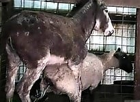 Hardcore farm bestiality of two stallions ends with a cumshot - picture 13