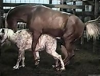 Hardcore farm bestiality of two stallions ends with a cumshot - picture 14