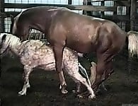Hardcore farm bestiality of two stallions ends with a cumshot - picture 15