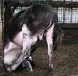 Hardcore farm bestiality of two stallions ends with a cumshot - picture 16