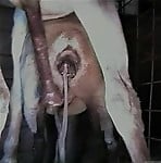 Hardcore farm bestiality of two stallions ends with a cumshot - picture 20