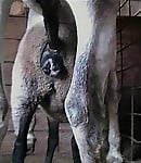 Hardcore farm bestiality of two stallions ends with a cumshot - picture 22