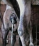 Hardcore farm bestiality of two stallions ends with a cumshot - picture 23