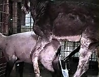 Hardcore farm bestiality of two stallions ends with a cumshot - picture 24
