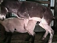 Hardcore farm bestiality of two stallions ends with a cumshot - picture 27