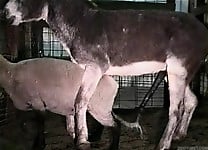 Hardcore farm bestiality of two stallions ends with a cumshot - picture 29