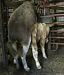 Hardcore farm bestiality of two stallions ends with a cumshot - picture 30
