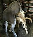Hardcore farm bestiality of two stallions ends with a cumshot - picture 31