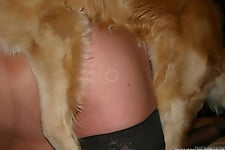 Brown-haired doggy gets her pussy drilled by the doggy - picture 17