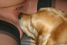Brown-haired doggy gets her pussy drilled by the doggy - picture 21