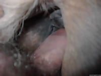 Male with hard boner penetrates horse ass at the farm - picture 8