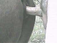 Male with hard boner penetrates horse ass at the farm - picture 23