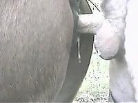 Male with hard boner penetrates horse ass at the farm - picture 25