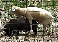 Nasty farm bestiality action with men, horses and sheep - picture 13
