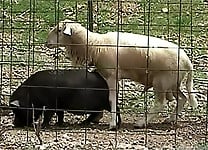 Nasty farm bestiality action with men, horses and sheep - picture 14