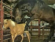 Gigantic black stallion nicely pounds a miniature pony - picture 1