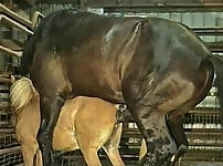 Gigantic black stallion nicely pounds a miniature pony - picture 4
