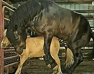 Gigantic black stallion nicely pounds a miniature pony - picture 7