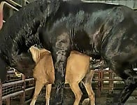 Gigantic black stallion nicely pounds a miniature pony - picture 14
