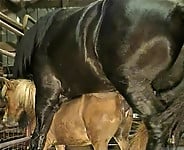 Gigantic black stallion nicely pounds a miniature pony - picture 15