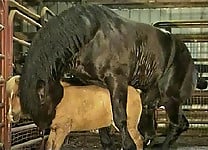 Gigantic black stallion nicely pounds a miniature pony - picture 23