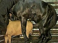 Gigantic black stallion nicely pounds a miniature pony - picture 25