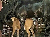 Gigantic black stallion nicely pounds a miniature pony - picture 27