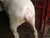 Farm animals are having amazing sex in the doggy style pose - picture 3