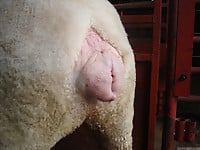 Farm animals are having amazing sex in the doggy style pose - picture 4